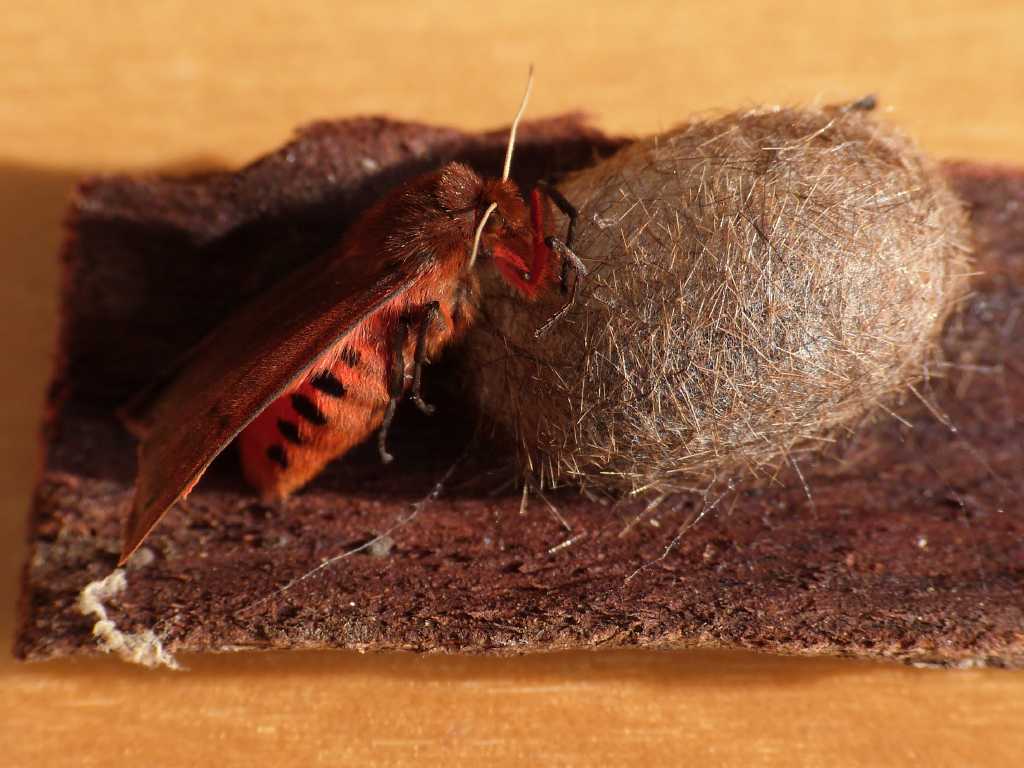 Bozzolo Di Phragmatobia Fuliginosa , Natura Mediterraneo | Forum ...